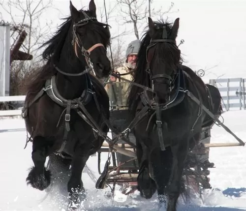 Horses pulling sleigh in snow